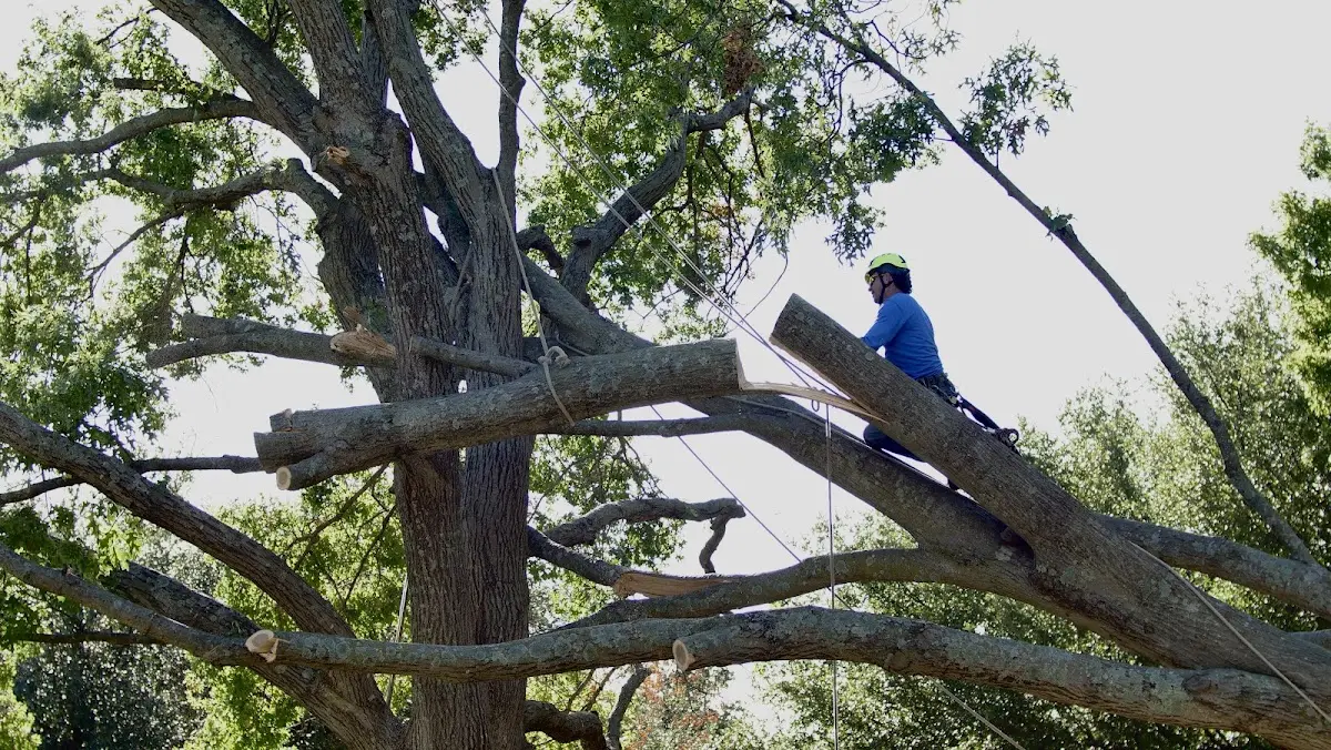 Professional Crown Thinning performed by certified arborists in Kaltag